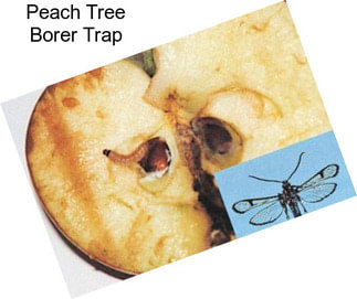 Peach Tree Borer Trap