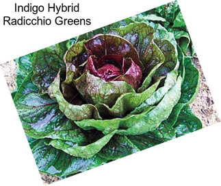 Indigo Hybrid Radicchio Greens