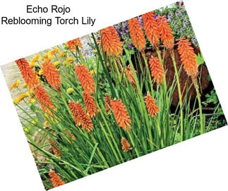 Echo Rojo Reblooming Torch Lily