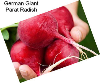 German Giant Parat Radish