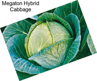 Megaton Hybrid Cabbage