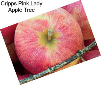 Cripps Pink Lady Apple Tree