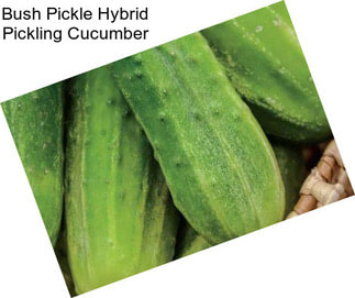 Bush Pickle Hybrid Pickling Cucumber