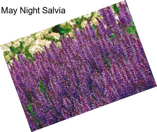 May Night Salvia