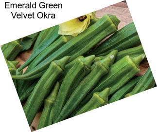 Emerald Green Velvet Okra