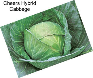 Cheers Hybrid Cabbage