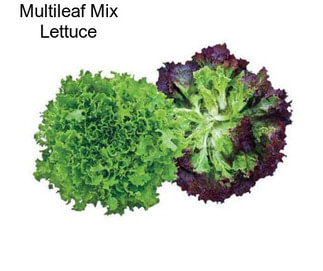 Multileaf Mix Lettuce