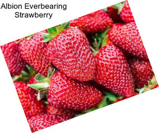 Albion Everbearing Strawberry