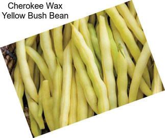 Cherokee Wax Yellow Bush Bean