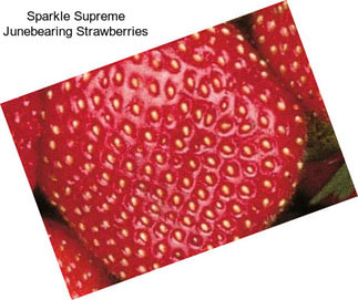 Sparkle Supreme Junebearing Strawberries