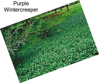 Purple Wintercreeper