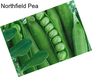 Northfield Pea