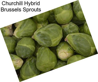 Churchill Hybrid Brussels Sprouts