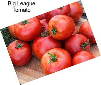 Big League Tomato