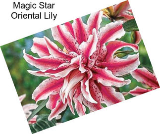 Magic Star Oriental Lily