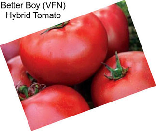 Better Boy (VFN) Hybrid Tomato