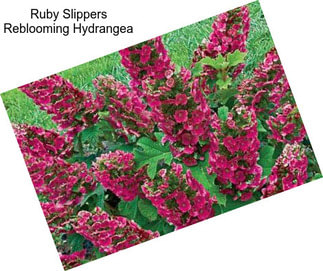 Ruby Slippers Reblooming Hydrangea