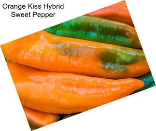 Orange Kiss Hybrid Sweet Pepper