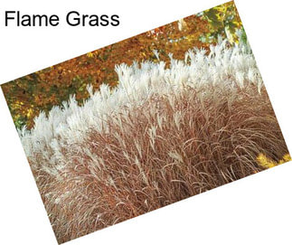 Flame Grass