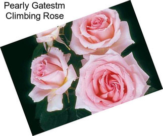 Pearly Gatestm Climbing Rose