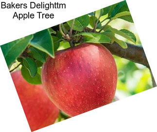 Bakers Delighttm Apple Tree