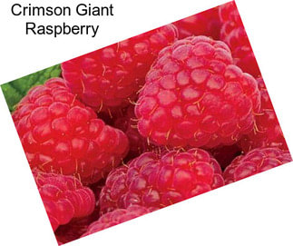 Crimson Giant Raspberry