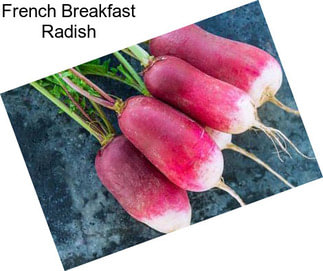 French Breakfast Radish