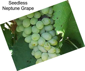 Seedless Neptune Grape