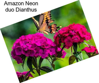 Amazon Neon duo Dianthus