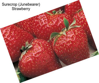 Surecrop (Junebearer) Strawberry