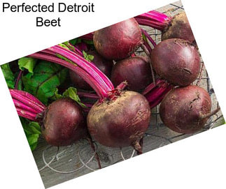 Perfected Detroit Beet