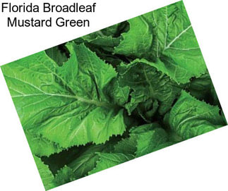 Florida Broadleaf Mustard Green