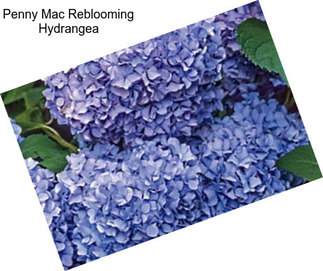 Penny Mac Reblooming Hydrangea