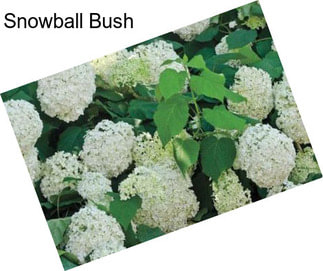 Snowball Bush