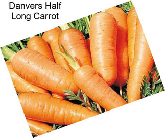 Danvers Half Long Carrot