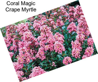 Coral Magic Crape Myrtle