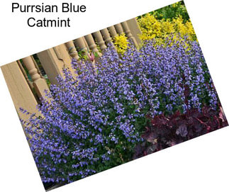 Purrsian Blue Catmint