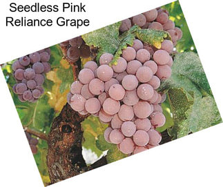 Seedless Pink Reliance Grape