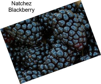 Natchez Blackberry