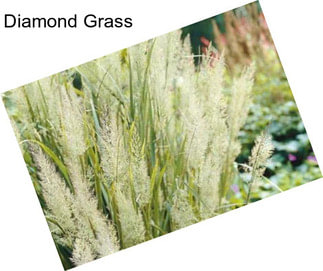 Diamond Grass