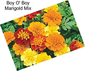 Boy O\' Boy Marigold Mix