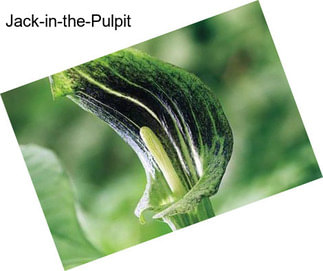 Jack-in-the-Pulpit