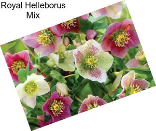 Royal Helleborus Mix