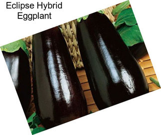 Eclipse Hybrid Eggplant