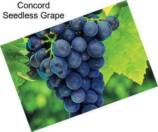 Concord Seedless Grape