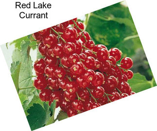 Red Lake Currant