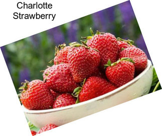 Charlotte Strawberry