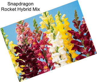 Snapdragon Rocket Hybrid Mix