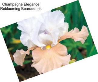 Champagne Elegance Reblooming Bearded Iris