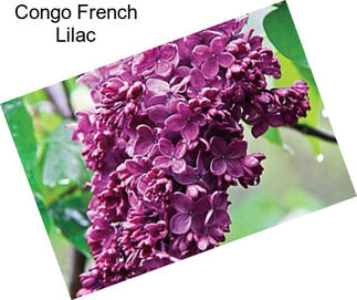 Congo French Lilac